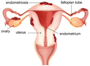 Function of Uterus