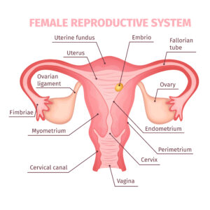 Structure of Uterus