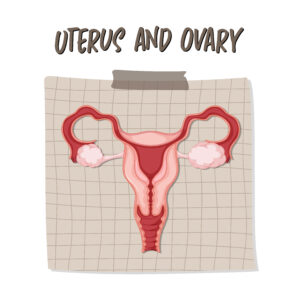 Uterus और Ovary में क्या अंतर है?
